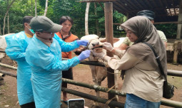 Kementan Kembali Himbau Daerah Tingkatkan Kewaspadaan Penularan Penyakit Hewan Akibat Cuaca Ekstrem