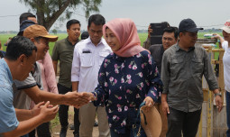 Siap Swasembada, Kementan Tinjau Lokasi CSA Eks Program PHLN