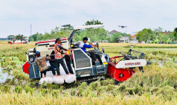 Petani Karawang Sambut Swasembada Pangan: Produksi Meningkat, Harga Gabah Naik, Kesejahteraan Kian Terasa
