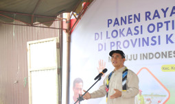 Petani Berteriak, Gabah Dibeli di Bawah HPP! Pimwil BULOG Kalsel Dicopot