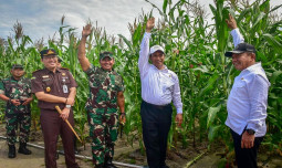 Mentan Amran Bantah Food Estate Gunakan Pot