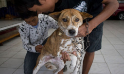 Cegah Setiap Kematian Akibat Rabies: Pada Hari Rabies Sedunia 2024, WHO dan FAO Menyoroti Perlunya Tindakan Cepat serta Menyeluruh