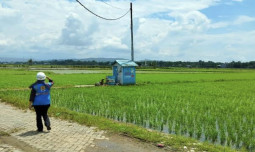 Kementan Gencarkan Listrik Masuk Sawah, Dukung Program Pompanisasi