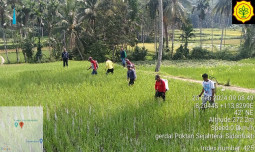 Antipasi Serangan Wereng, Petani Jember Semangat Lakukan Pengendalian