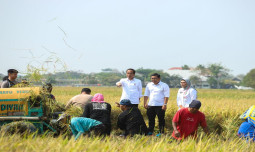 Setelah Subang, Plt. Mentan Dampingi Presiden Jokowi Panen Raya di Indramayu
