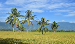 Harga Gabah di Banten Turun, Kadis Pertanian Minta Bulog Bergerak Cepat Lakukan Penyerapan Sesuai HPP