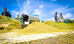 Harga Gabah di Bawah HPP, Petani Kulonprogo Menjerit dan Berharap Bulog Segera Bertindak