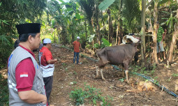 ARM HA-IPB Salurkan 245 Paket Kurban untuk Kampung Cipendawa, Sukajaya