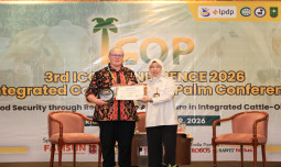 Kementan Dorong SISKA, Peternak Rasakan Manfaat Integrasi Sapi–Sawit untuk Ketahanan Pangan