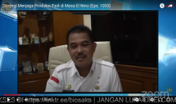 Kerjasama Kementan-Kemendes PDTT Pacu Pengembangan Jagung di Flores Timur