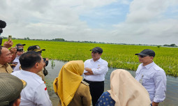 Kementan Kucurkan Bantuan Kepada Petani Terdampak Banjir Di Jawa Tengah