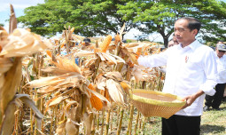 Presiden Jokowi Apresiasi Upaya Kementan Usai Kunjungi Panen Raya Jagung di Sumbawa