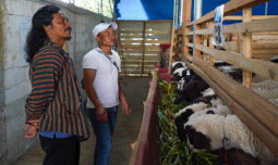 Petani Pesta Panen di Banjarnegara, Program UPLAND Dianggap Berhasil