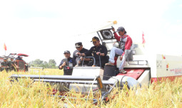 Tidak Benar Harga Beras Probolinggo Naik Karena Puso