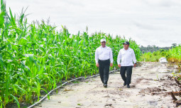 Jagung Tumbuh Baik Seumur Jabatan Mentan Amran Bertugas Kembali