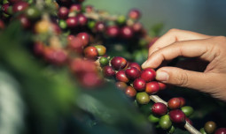 Ekspor Tembus US$1,63 Miliar: Kementan Perkuat Hulu hingga Hilir, Pacu Hilirisasi Kopi Indonesia