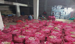 Meski Hadapi Berbagai Tantangan, Indramayu Masih Jadi Sentral Penghasil Bawang Merah Nasional