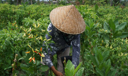 Kementan dan Para Champion Cabai di NTB Gelar Aksi Hadirkan Cabai Harga Petani