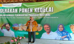 Gerakan Panen Kedelai di Sleman DIY, Mendukung Produksi Kedelai Nasional