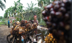 Kementan Perkuat ISPO, Arahkan Industri Sawit ke Industrialisasi Berkelanjutan