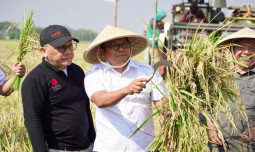 Genjot Produksi Padi, Plt Mentan Panen Padi Super Genjah 65 Hari