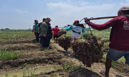 Panen Raya Bawang Merah di Cirebon, Kementan Pastikan Pasokan Aman Jelang Ramadan hingga Lebaran