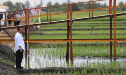 Mentan Amran Kembangkan Varietas Padi Adaptif Perubahan Iklim di Lumbung Pangan Merauke