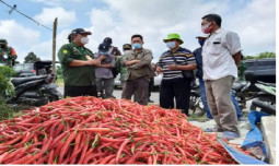 Pemerintah Beraksi di Tengah Tantangan Kenaikan Harga Cabai: Strategi Kementan Hadapi Perubahan Iklim Ekstrem