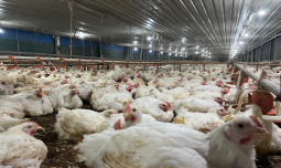 GOPAN Yakini Pasokan Ayam Stabil dan Lancar hingga Akhir Tahun