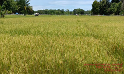 Petani Tapanuli Tengah Menjerit, Harga Gabah Anjlok Hingga di Bawah HPP