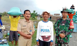 Apresiasi Kebijakan Pemerintah, Harga Gabah Saat Panen Raya Buat Petani Full Senyum