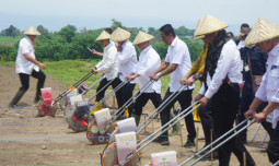 Mentan Dorong Sumbawa Sebagai Sentra Produksi Jagung Nasional