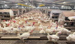 Kementan Pastikan Stok Ayam Aman, Peternak Siap Suplai Pasar