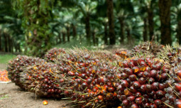 Tusip di Pandeglang Mulai Panen, Pekebun Senang Dapat Tambahan Penghasilan