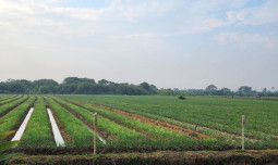 Inovasi Teknologi di Kampung Hortikultura: Mungkinkah Menjadi Solusi Utama?