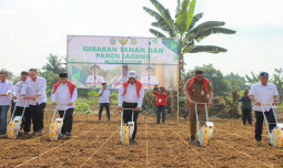 Mentan Amran Panen Dan Tanam Jagung Di Sumut,Jangan Buat Sulit Petani Pasti Kita Swasembada