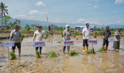 Pacu Produksi Nasional, Kementan Tanam Padi Serempak di 25 Provinsi