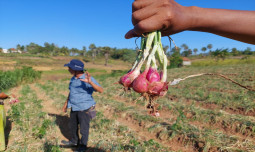 UPLAND Project Tingkatkan Panen Petani Bawang Merah Rubaru