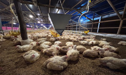 Kementerian Pertanian Tegaskan Komitmen Stabilkan Harga Ayam Hidup Lewat Pengendalian Produksi