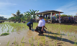 Tanam dan Panen Padi di Gowa, Mentan Amran Tegaskan Modernisasi Kunci Peningkatan Produksi