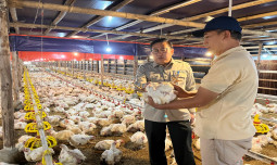 Upaya Stabilkan Harga Ayam Hidup, Kementan Pantau Serapan Ayam Besar oleh Perusahaan Integrator dan Pabrik Pakan