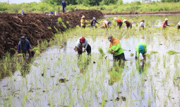 Puncak Musim Hujan, BMKG : Momentum Tingkatkan Produksi Pangan Nasional
