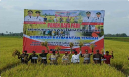 Panen Raya Padi Varietas MR 219 di Kabupaten Kapuas, Bukti Sinergi Kementan dan Pemprov Kalimantan Tengah Menuju Swasembada Pangan Nasional