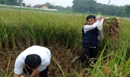 Penyuluh dan Petani Millenial Gencarkan Pertanian Ramah Lingkungan Mampu Tingkatkan Produktivitas