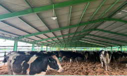 Kementan Pastikan Impor Indukan Sapi Tak Bebani APBN, Justru Dongkrak Investasi