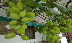 Urban Farming Anggur Menjadi Tren: Kombinasi Kesehatan dan Estetika di Pekarangan Rumah Masyarakat Perkotaan