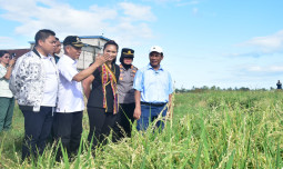 Tak Ada Waktu Libur, Mentan Amran Tetap Tinjau Jalannya Pertanaman Padi di Sulawesi Selatan